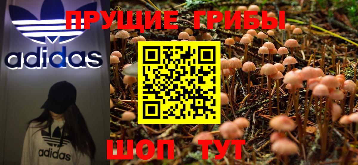 Вязники  Псилоцибиновые грибы ЛСД  Вход с VPN  Псилоцибиновые грибы Psilocybe 